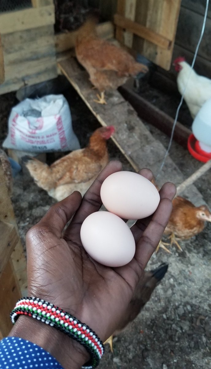Two kienyeji eggs per day is where we at  &ndash; bei  Imara Daima