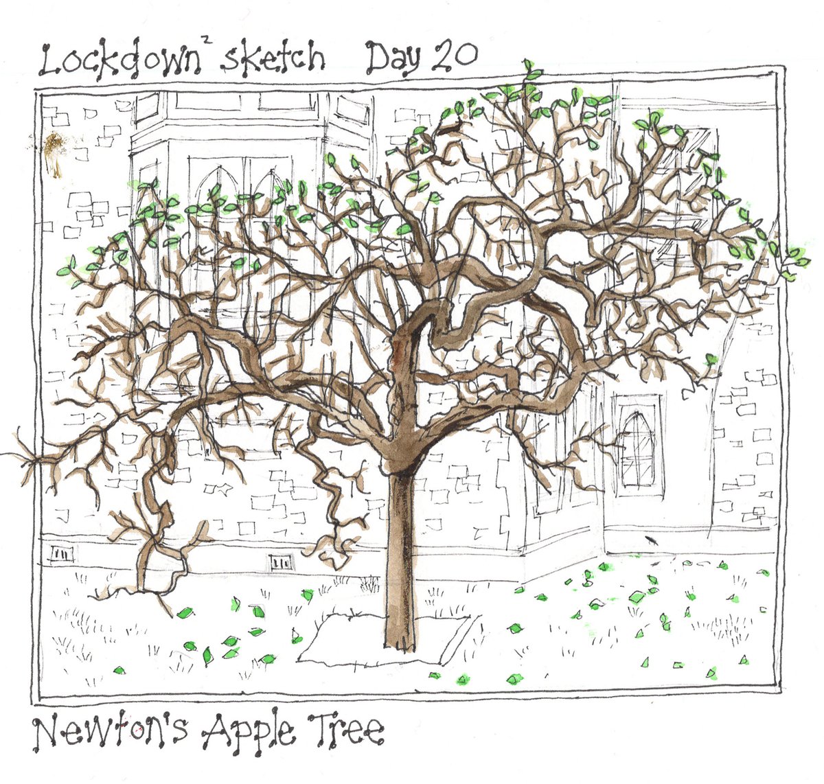 Lockdown2 sketch. Day 20.
Newton's Apple Tree.
Outside @TrinCollCam @USK_Cambridge
@Lockdown #Lockdown2 #sketch #Day20 #UrbanSketch #UrbanSketchers #AppleTree #NewtonsAppleTree https://t.co/YNCwhFecl8