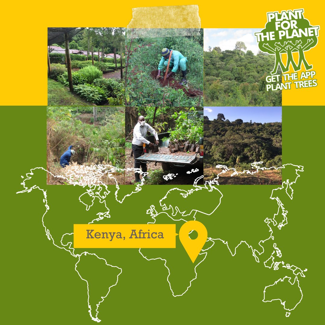 trilliontrees's tweet photo. The Brackenhurst Botanics Garden's #forest #restoration project "Plants for life" from #Kenya has  been working on plant #biodiversity conservation and ecological restoration for 20 years.
Find out more &amp; donate for this great project within our app: https://t.co/3D7Y0ygHE0 https://t.co/ypC1s7kdYt