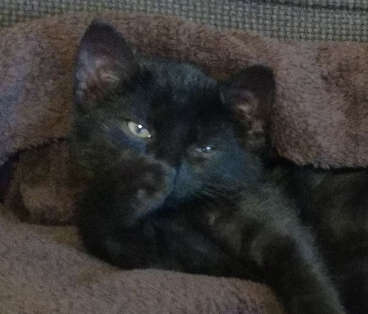 Wolfgang Viechtbauer on X: “I think my cat is flipping me off