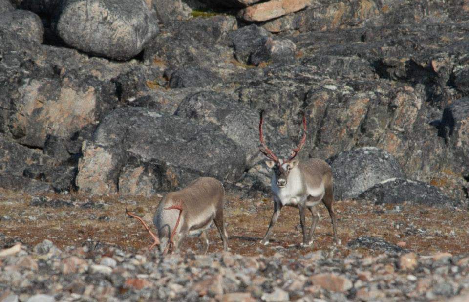 jeffwhigdon's tweet photo. We had snow last night, now changed to freezing rain. This type of weather can lead to significant mortality in #ungulates like #caribou #Rangifer.

Photo: two caribou bulls in NW Hudson Bay (1/?) https://t.co/w2jcTkvUWq