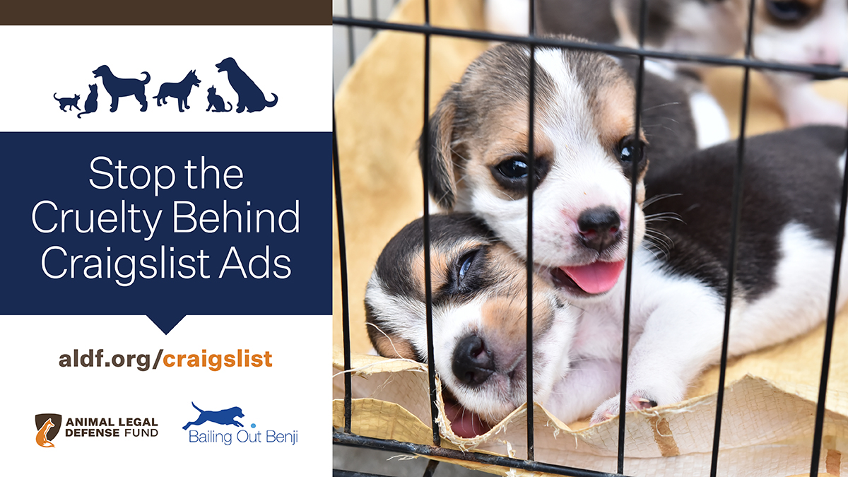 craigslist antelope valley pets