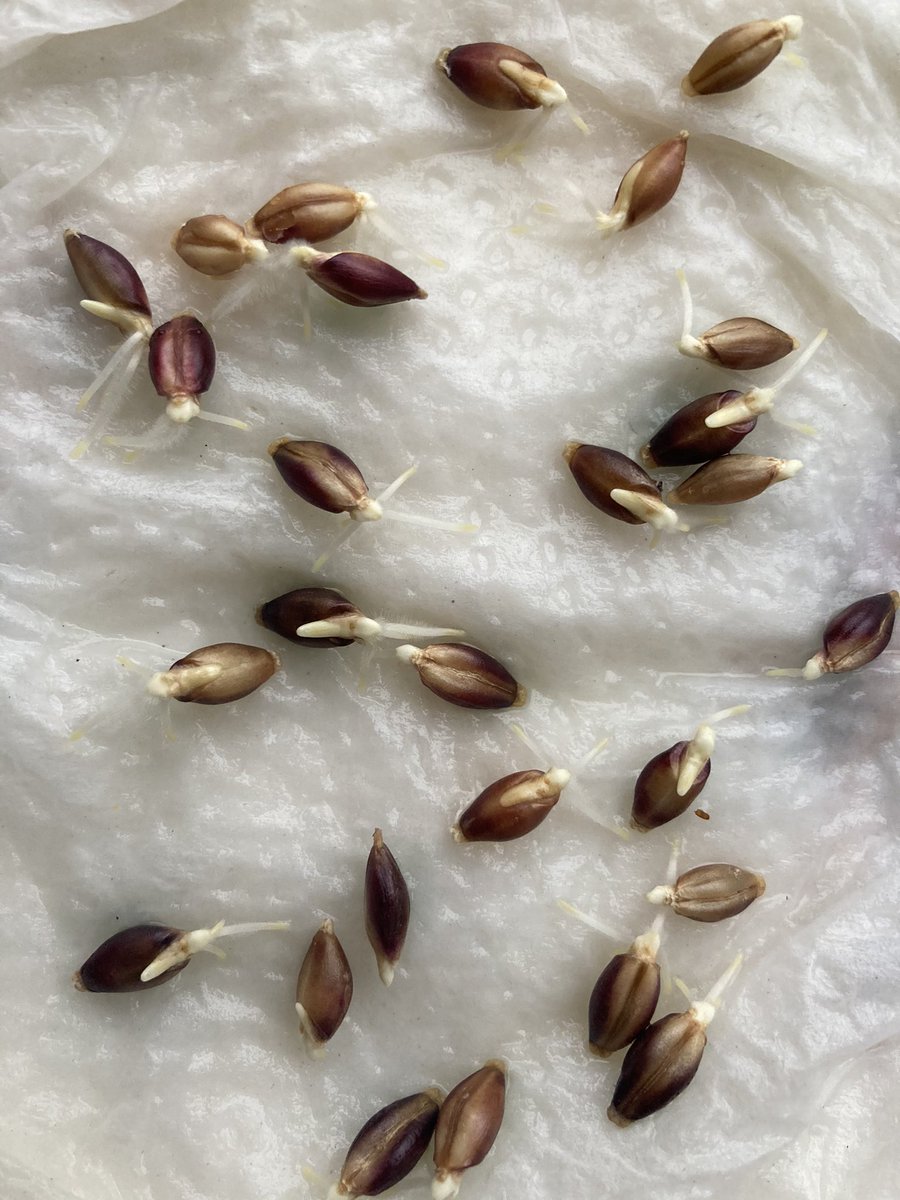 naked_barley's tweet photo. Found some purple #nakedbarley #seeds from a couple of years ago. Germination still good. UK x Japan cross. Will multiply. #ukgrainlab https://t.co/LRJpwLuRiG