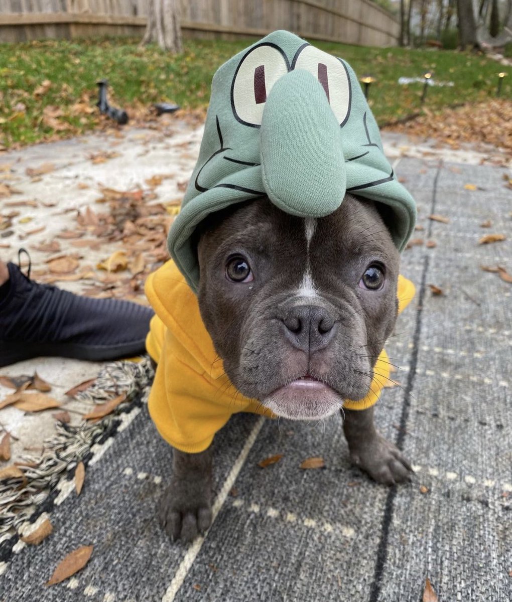 WeRateDogs tweet media