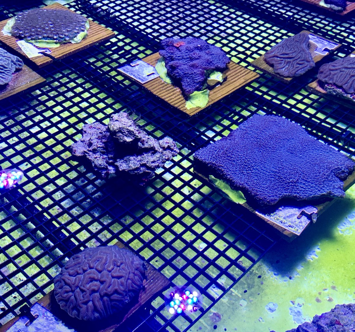 Our rescued corals are having a grand old time hanging out in the nursery.  They spend their days lounging, growing, and glowing.  We love watching them peacefully remind us that to save them is to  save the ocean.  #wesavetheocean #coralconservation #marinescience #coral #ocean