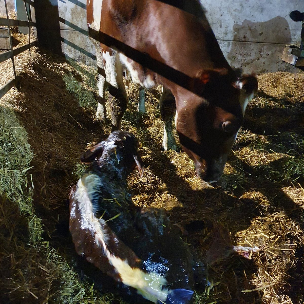 Longhorn calves have started to hit the ground today. Easy calving. Keen to get up and have a drink..  These calves are off on the buitelaar scheme