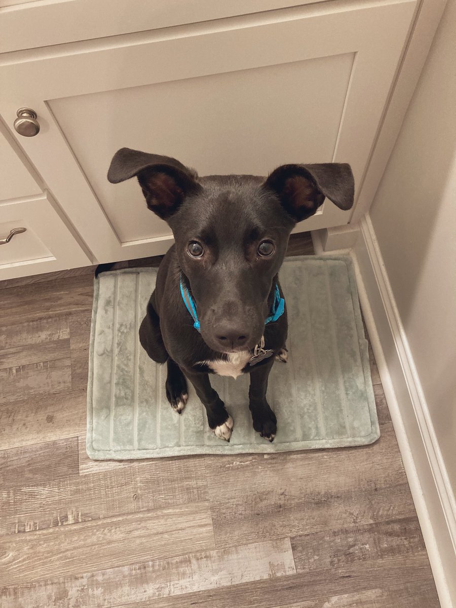 percythepuppy tweet media