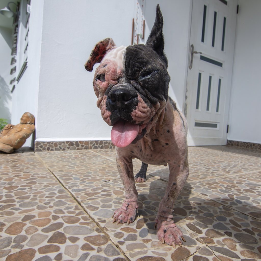 BarksofHope's tweet image. This is Rubi. She is a Boston Terrier found in the middle of the road in Aguadilla. We believe she was most likely used for breeding and kept in a cage. She is very friendly but she is currently in bad shape. 
You can donate via:
Paypal: boh@barksofhope.org 
Venmo: @barksofhope