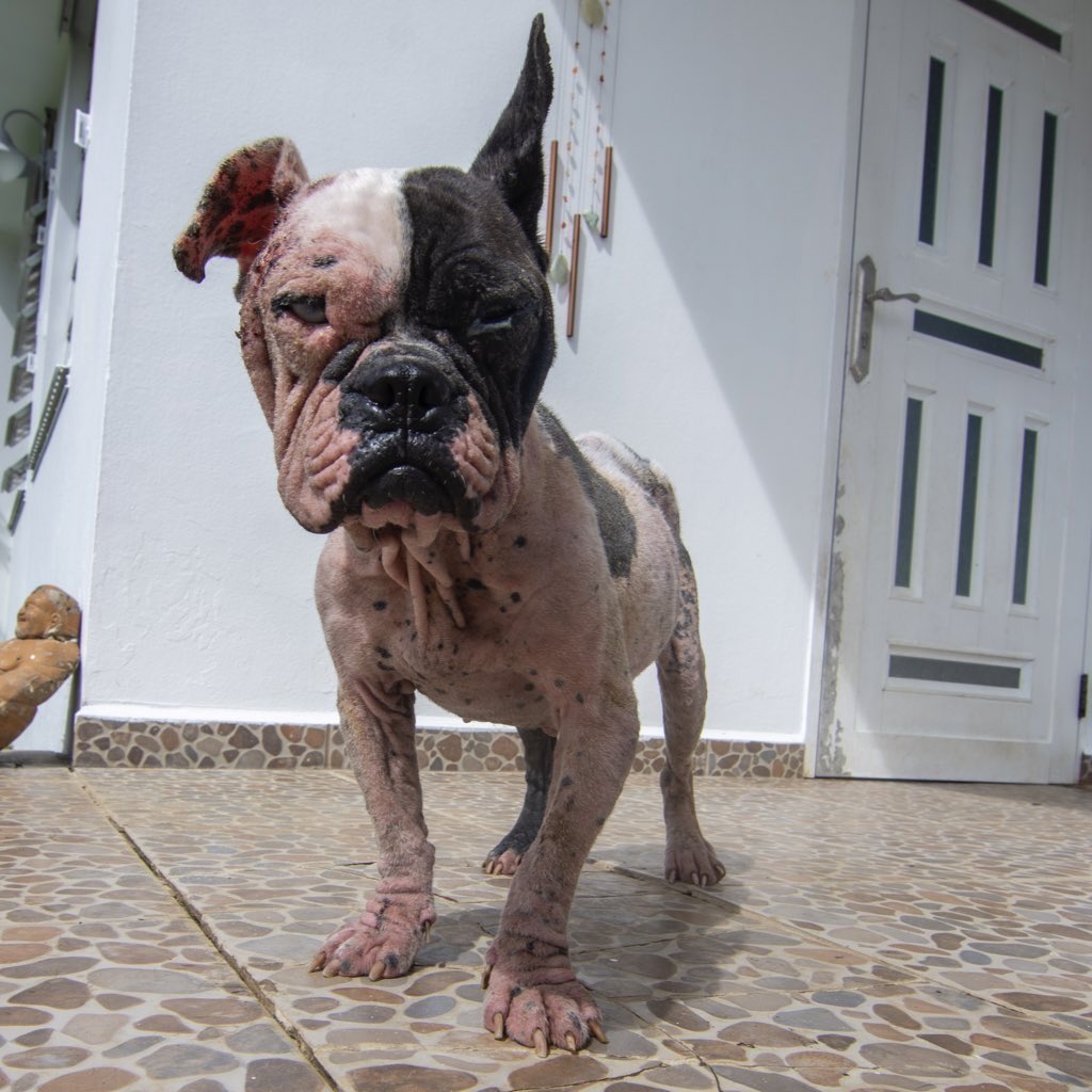 BarksofHope's tweet image. This is Rubi. She is a Boston Terrier found in the middle of the road in Aguadilla. We believe she was most likely used for breeding and kept in a cage. She is very friendly but she is currently in bad shape. 
You can donate via:
Paypal: boh@barksofhope.org 
Venmo: @barksofhope