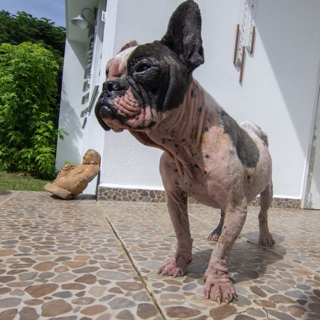 BarksofHope's tweet image. This is Rubi. She is a Boston Terrier found in the middle of the road in Aguadilla. We believe she was most likely used for breeding and kept in a cage. She is very friendly but she is currently in bad shape. 
You can donate via:
Paypal: boh@barksofhope.org 
Venmo: @barksofhope