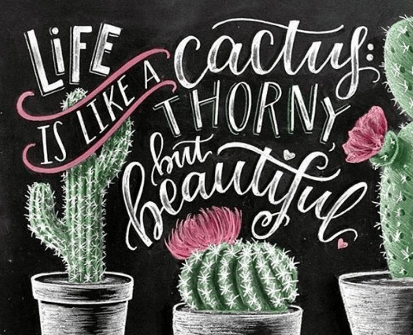 Succulent Succulents (@gotsucculents) on Twitter photo 
