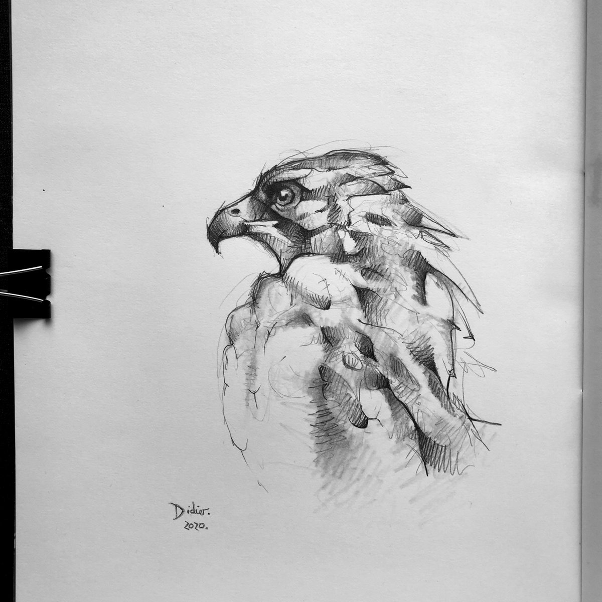SKETCH. 🦅

#dibujo #drawing #drawingsketch #sketch #sketchbook #sketching #sketchingdaily #sketchingart #sketchingtime #naturaleza #nature #ave #aves #bird #birds #birdsoftwitter #avesdetwitter #birdart #birdartwork