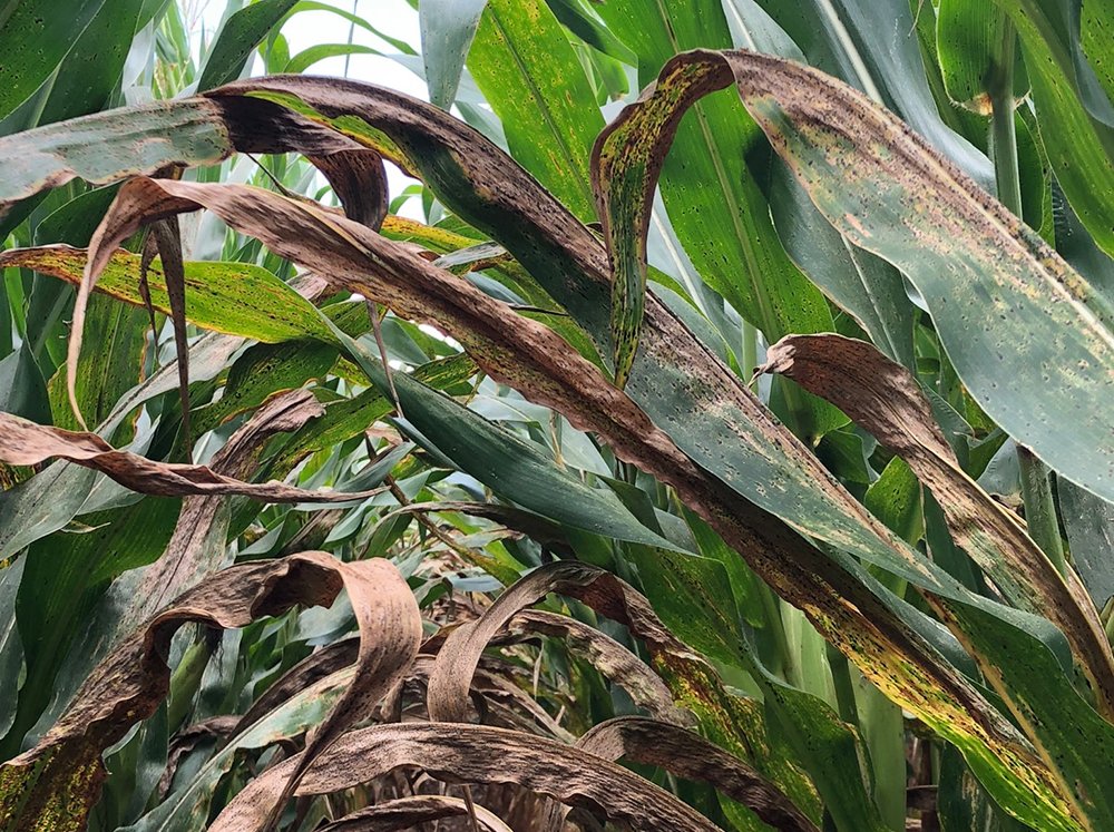 NationalCorn's tweet photo. #ICYMI: @NationalCorn @ilcorn @corteva @WyffelsHybrids @PurdueAg are working with @FoundationFAR to combat the spread and mitigate tar spot on corn through a grant for plant pathologists. Learn more here: https://t.co/uwOyyxXZ6M https://t.co/ztwBOKlIs4