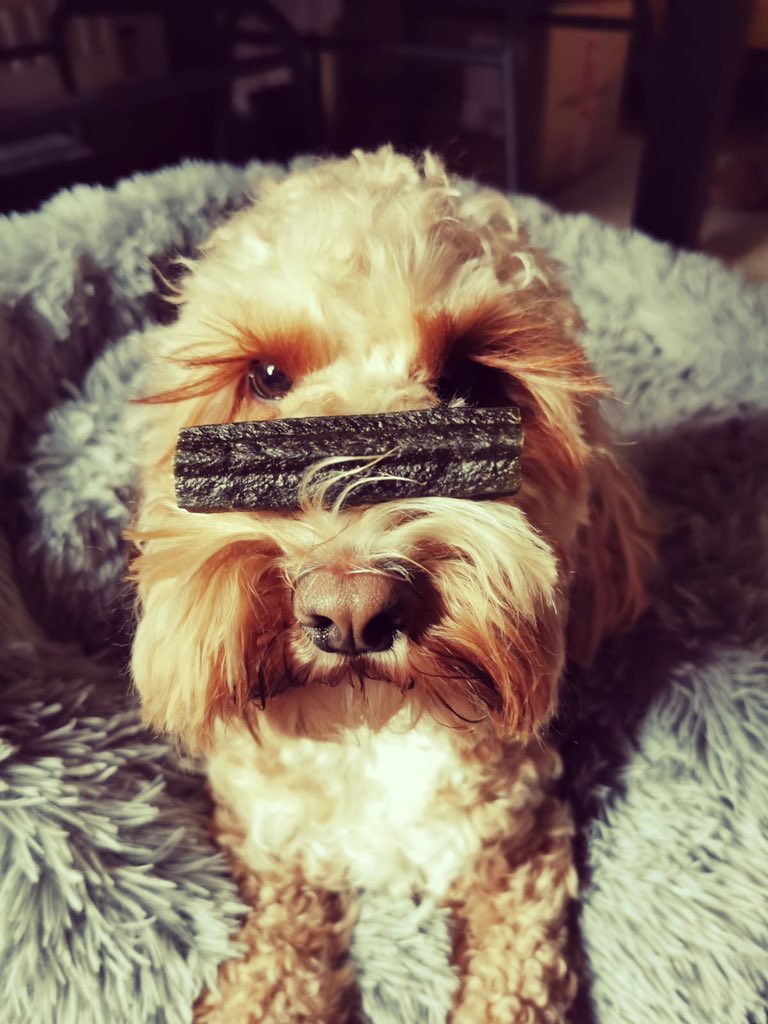 lilymoocockapoo's tweet image. Must. Not. Drop. The. Treat.