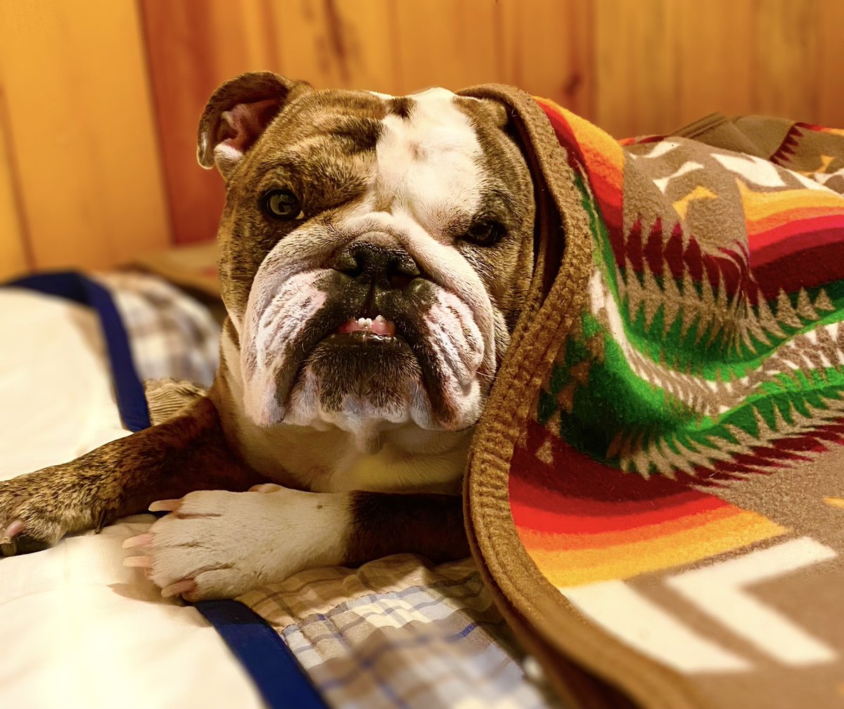 FannyBulldog's tweet photo. Fanny’s saying,
While I’m keeping warm in my bed, daddy’s volunteering at the food bank. 
#AdoptDontShop #dogsoftwitter #bulldog #Volunteering #foodbanks https://t.co/ZOE5voAciB