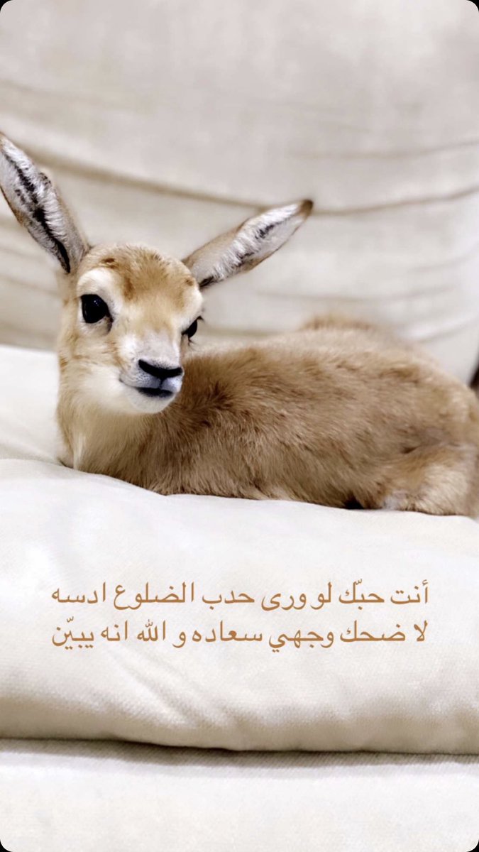 أنت حبك لو ورى حدب الضلوع أدسه
لا ضحك وجهي سعاده والله أنه يبيّن