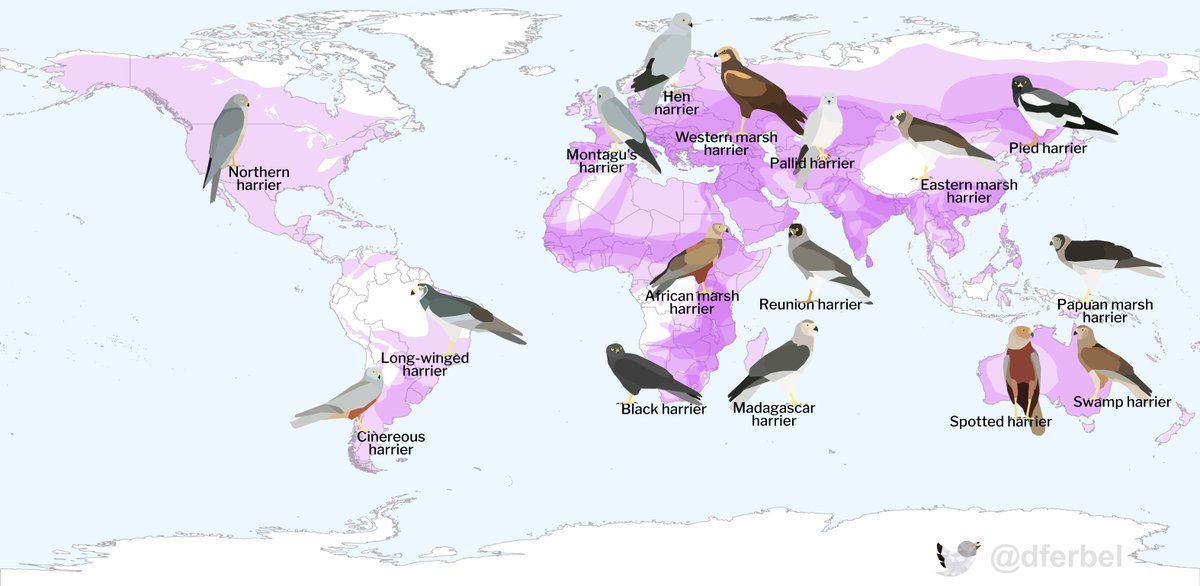 dferbel's tweet photo. 1 #BOUsci20
Wind energy is the fastest growing renewable energy source.
..but is the science of wind energy impacts on wildlife keeping up?

Harriers are globally distributed birds (16 species, 6 continents) well suited to assess the state of wildlife-wind energy knowledge.
#Brk4 https://t.co/7Da2wqNTYm