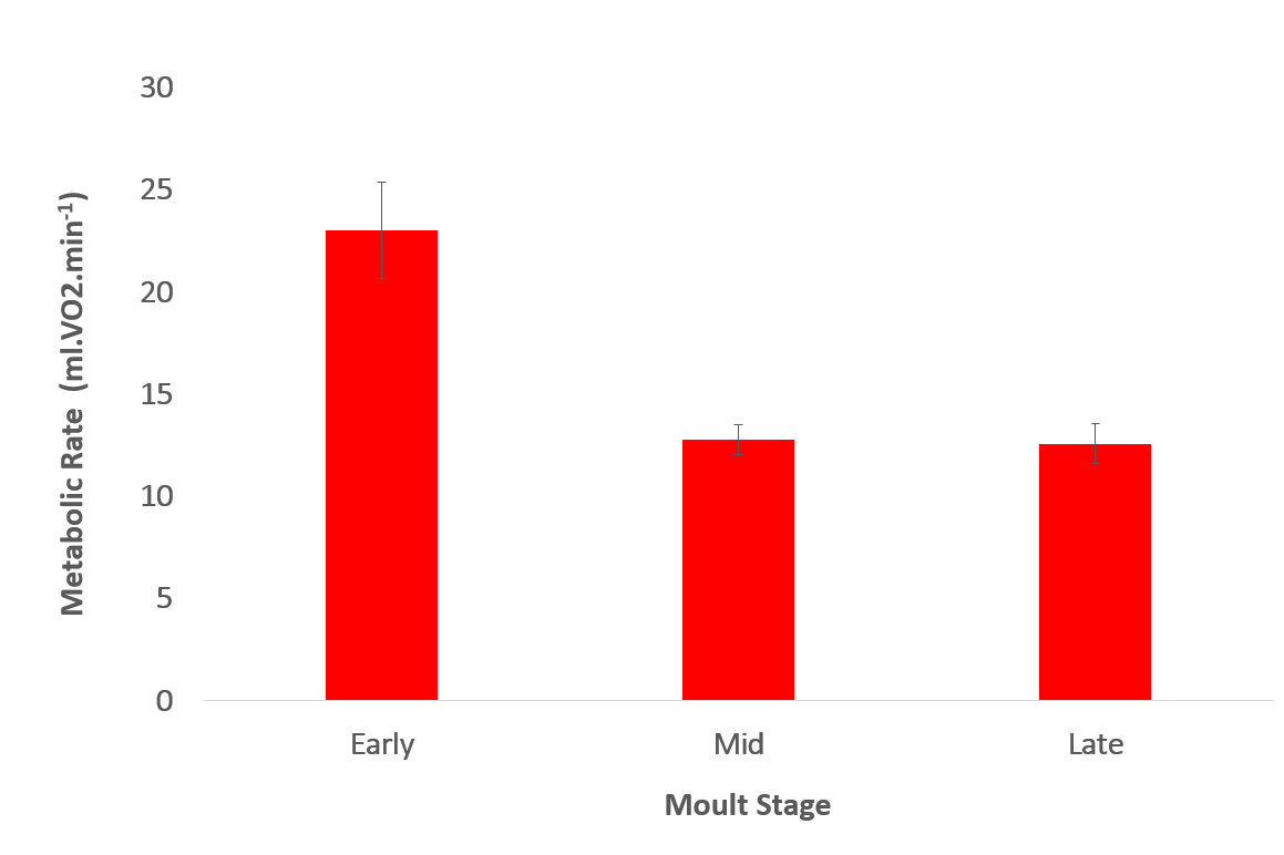 (5/6)  #BOUsci20 We found that plump, early moulters used more energy to keep cool than leaner, less feathered penguins. Then in 2019, the greatest known mortality event of moulting little penguins occurred at Phillip Island. All recorded deaths were early moult birds