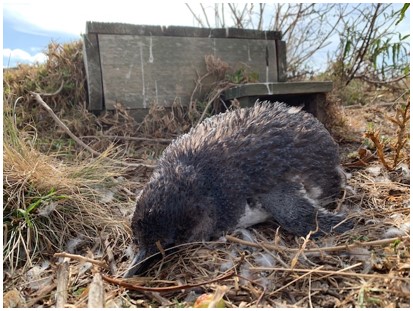 (5/6)  #BOUsci20 We found that plump, early moulters used more energy to keep cool than leaner, less feathered penguins. Then in 2019, the greatest known mortality event of moulting little penguins occurred at Phillip Island. All recorded deaths were early moult birds