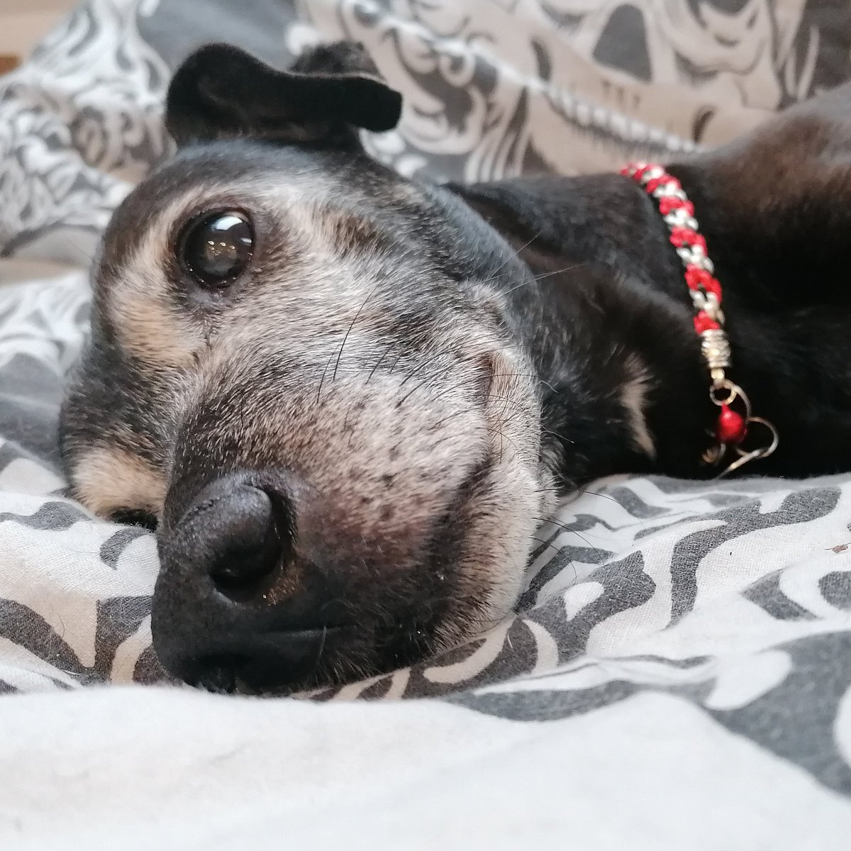 Stokerhounds's tweet photo. Squishy nose ❤️ #olddogsrule https://t.co/OWGnD9Qiwy