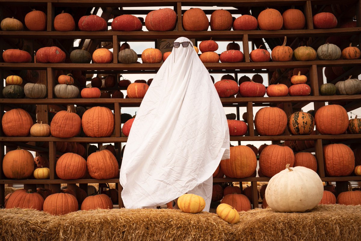 lonepineapparel's tweet photo. โCute Bob, real cuteโ
๐ Halloween (1978)
Photo by Intricate Explorer via @unsplash
#halloween #halloweenmovie #michaelmyers #theshape #moviemonster #boogeyman #lauriestrode #Samuelloomis #haddonfiled #illinois #jamieleecurtis #donaldpleasence #tommyleewallace #slasher https://t.co/B7Cx0iVvBF