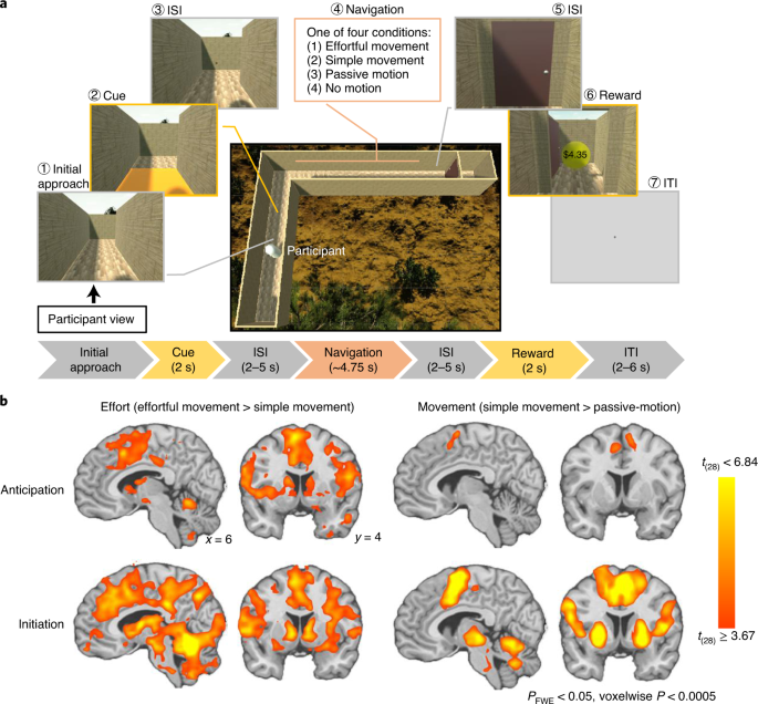 CogSciSoc's tweet photo. Distinct regions of the striatum underlying effort, movement initiation and effort discounting https://t.co/SFKbARb6xc v/ @NatureNews https://t.co/qkAK8ajhz8
