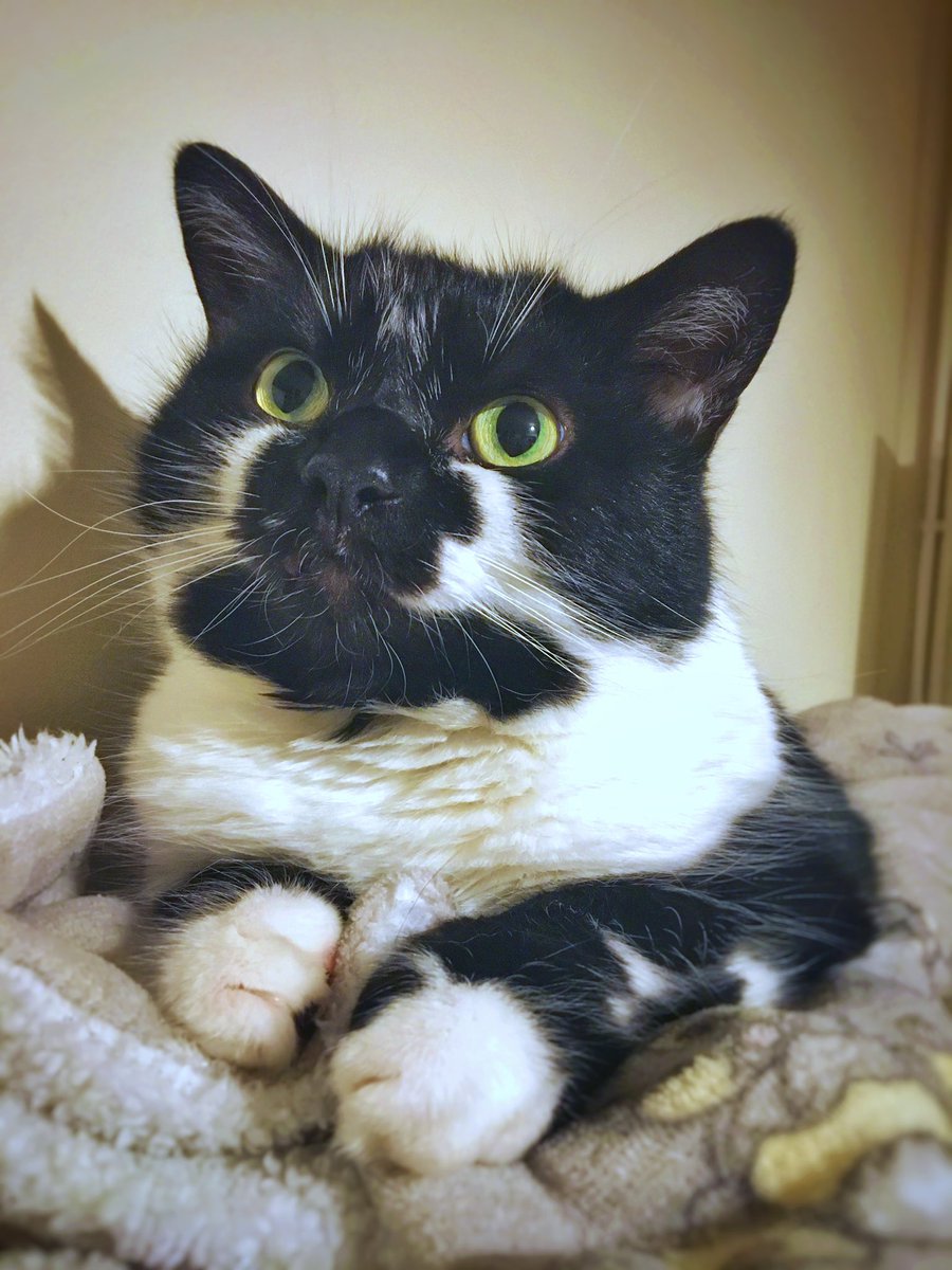 Montycat2013's tweet photo. My new spot on the top of the sofa. #cat #CatsOfTwitter https://t.co/nGnQK9eQAI
