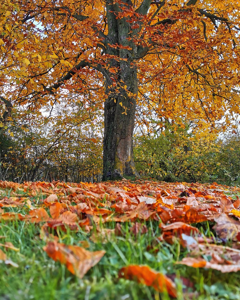 24Xero's tweet photo. Ground View into Autumn ๐
โข
โข
โข
#November #autumn #fall #hรถst #trees #bushes #grass #leaves #autumnleaves #groundview #woods #red #orange #yellow #green #photography #photo #Sweden #Sverige #Malmรถ #Bulltofta #HuaweiP30Pro https://t.co/mVJYffSolw https://t.co/3WTj4pgmPo