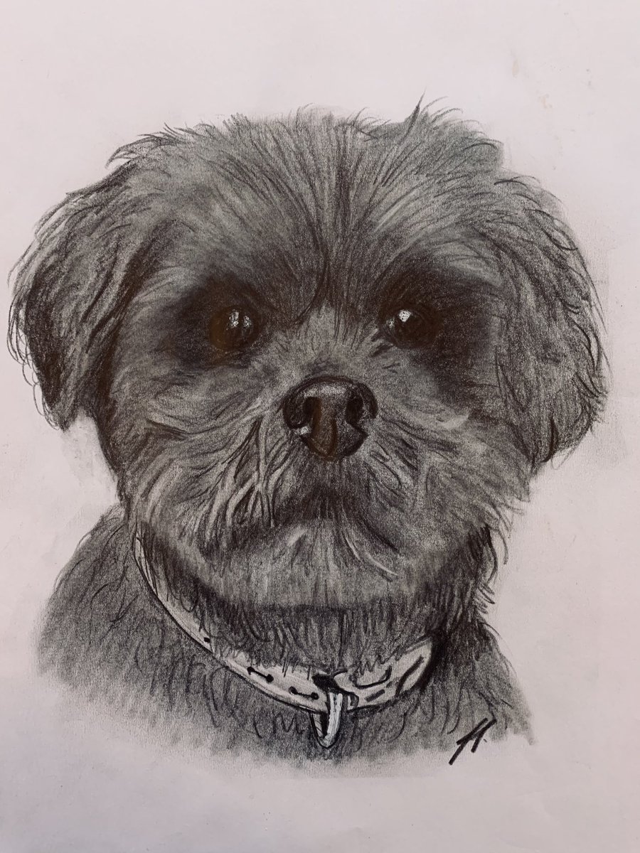 _IamNoahR's tweet photo. @LewisCapaldi I’ve done something for you. Hope you like it. Losing a dog is one of the hardest things 🤗 https://t.co/wRQLVT8sEV