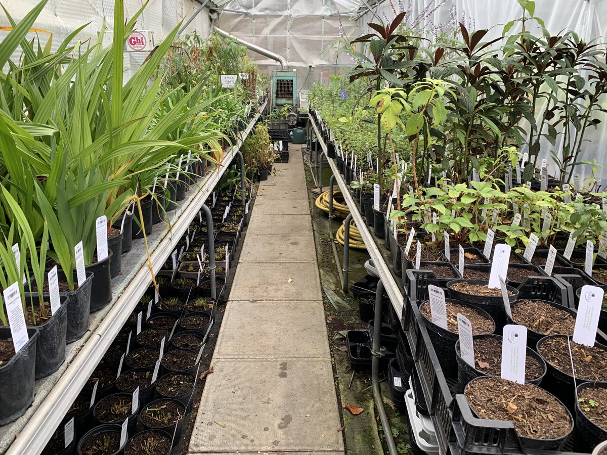 Herbaceous needing or benefitting from frost free conditions now safely tucked away in the greenhouse for the winter - but still for sale 👍