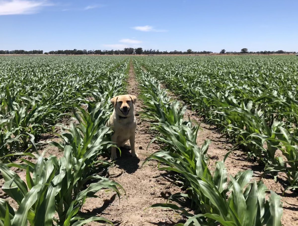 AndrewJParr1's tweet photo. Lexi the Lab looks pretty happy with this P1756 @pioneerseedsau @MVR_Services https://t.co/gidEitPIAs