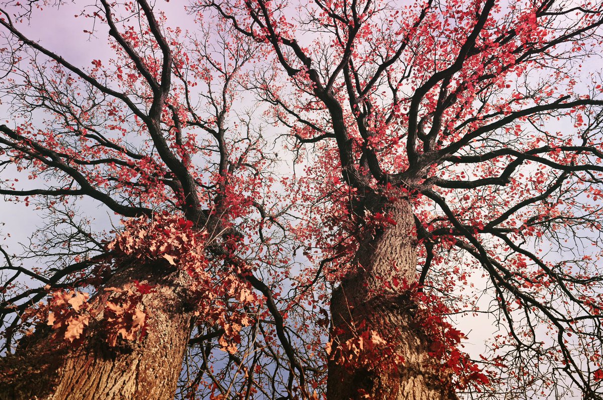 quhl5's tweet photo. Die 2 Türme. / The 2 towers.
#fotografie #photography #naturelovers #NaturePhotography #TwitterNatureCommunity #wald #quhl5 #forest #PhotographyIsArt #GoodEvening https://t.co/r71JuB6oJj