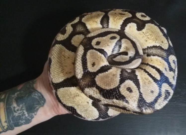WidowMother's tweet photo. This is the little ole' no name still doing good healing. didn't want to say hi when I picked her up today to clean her enclosure. #rescueballpython #ballpython #pastelballpython https://t.co/Xot3pQ03gL