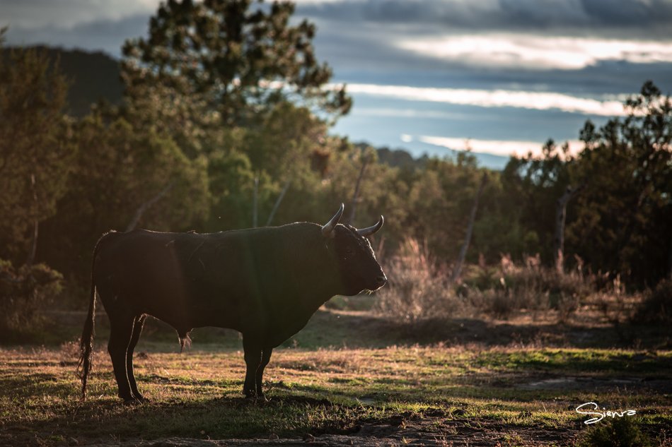 Ramón Sienra Cravioto tweet media