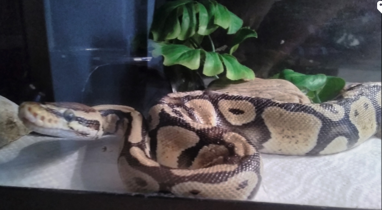 WidowMother's tweet photo. After I put her back she checked it out and then curled up in her fav. spot to bask. #rescueballpython #ballpython #pastelballpython https://t.co/1scVBxWRtR