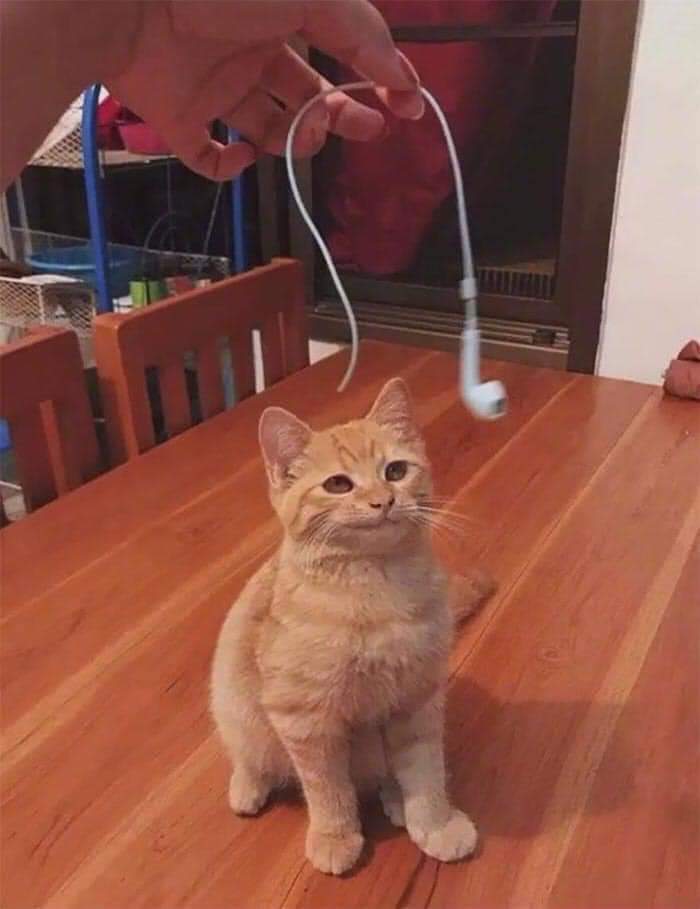 gatitos_qctd's tweet photo. La cara de satisfacción, por un trabajo bien hecho. https://t.co/d1EEDQ1Itw