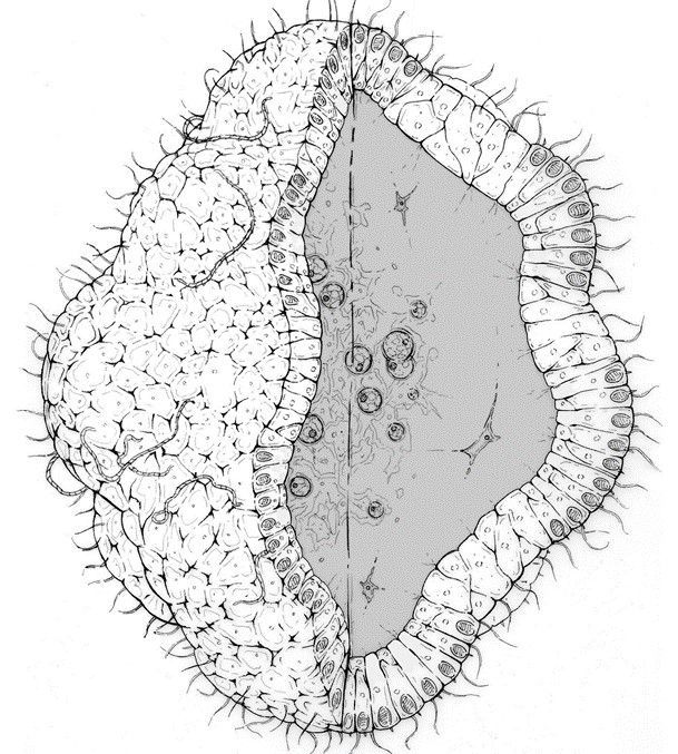 ArtBioCollaborative tweet media