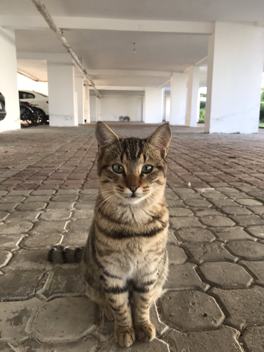 Bakmayın masum durduguna hergün mama veriyorum hala hırlıyor ciziyor puşt