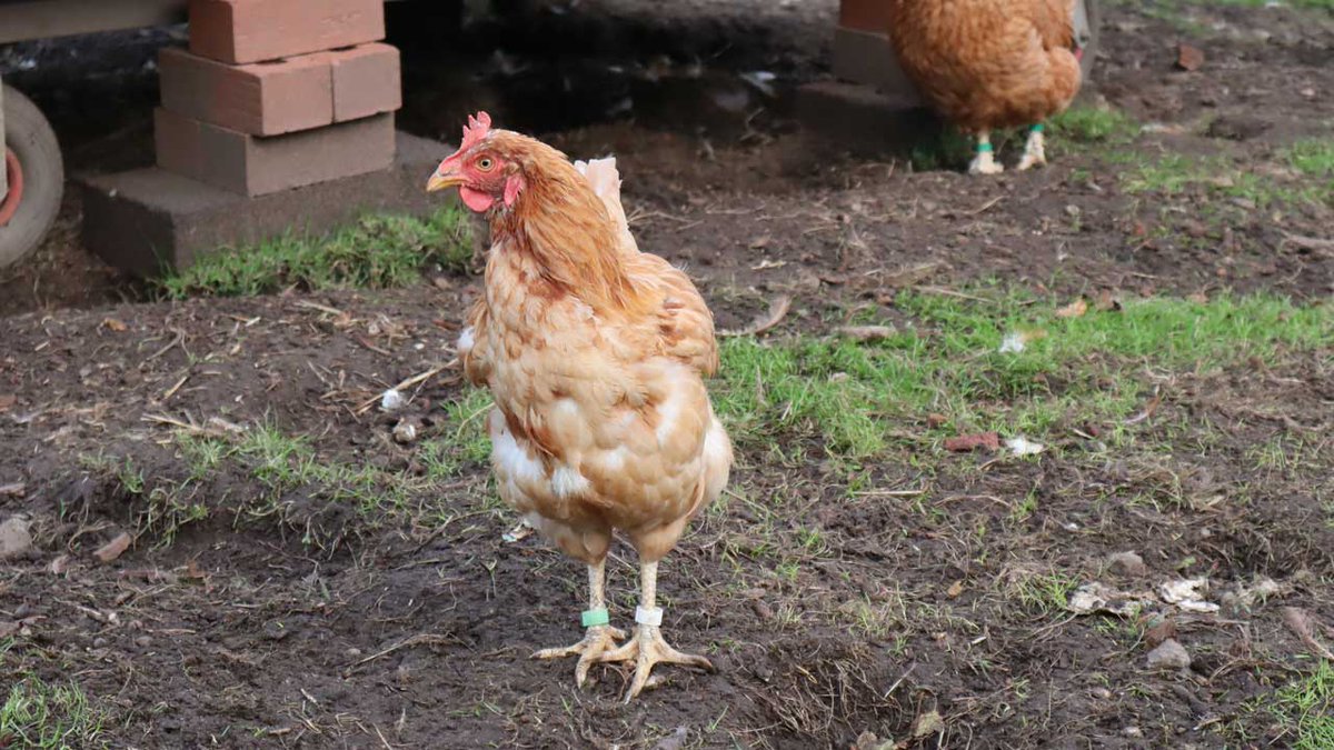 What beautiful golden new feathers you have Peggy!
#happyhens #exbatts #exbatteryhens