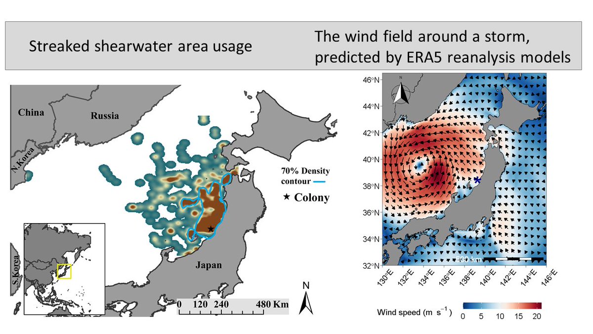 2/6  #BOUsci20  #Brk5 We tracked streaked shearwaters foraging in the Sea of Japan with GPS to assess how they responded to 5 storms (n = 55 birds, 690 h). As storms can affect the entire Sea, birds will have to respond to extreme winds while operating relatively close to land