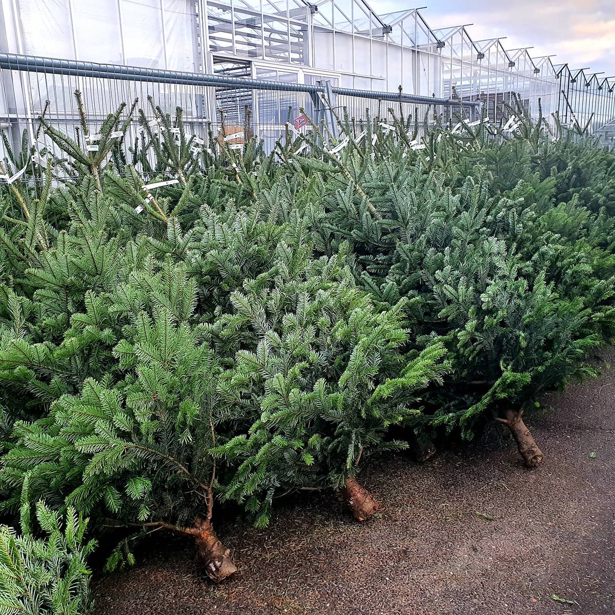 🎄🎄CHRISTMAS TREES 🎄🎄 Nordmann Fir & pot grown trees available now, Norway Spruce arriving next week. See website for prices. ☎️ 01692 580226 🖱 agmeale.co.uk/christmas-trees #realchristmastree #christmastrees #nordmannfir #potgrownchristmastrees #norwayspruce #realchristmastrees