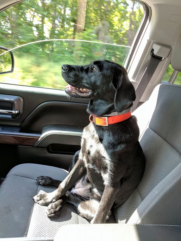 Where we going? #happydogs #mansbestfriend #dogsrule #huntingdog #livingthedream #wherewegoing #readytoroll #alongfortheride

Photo courtesy of Stephen Richter