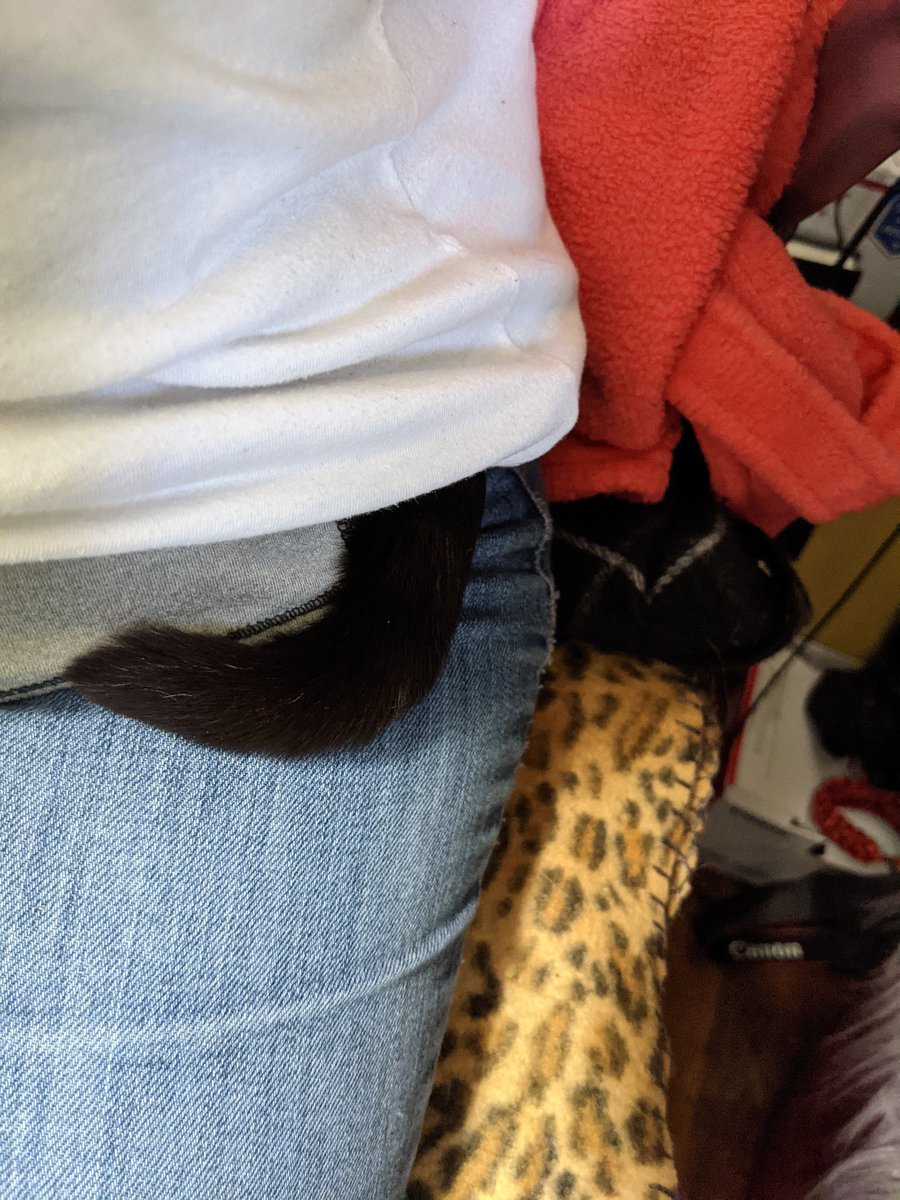 GundamCat13's tweet photo. When you really need to get up and do stuff but the cat has burrowed under your shirt... #TexCat #CatTail #ToeBeans #catnap https://t.co/jfNQRp1YIT