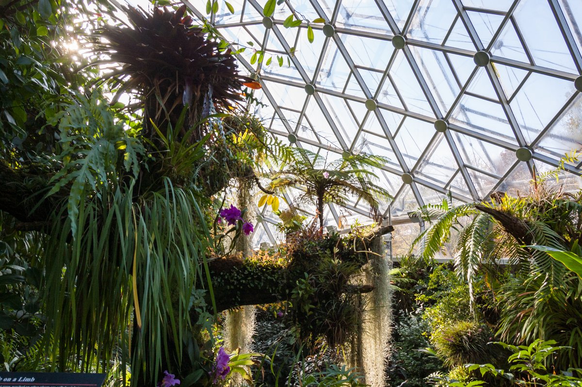 The Climatron was the first greenhouse in the world to have full artificial climate control.