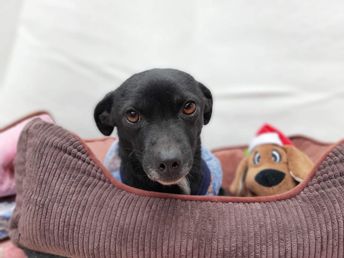 SavaSafeHaven's tweet photo. "Black dog syndrome" is a catchy name for the phenomenon in which dark-coated dogs are overlooked in shelters in favor of lighter-colored dogs 💔🐶🖤
Did you know that black dogs tend to stay longer in shelters than lighter colored pups? https://t.co/PaPifWYTTG