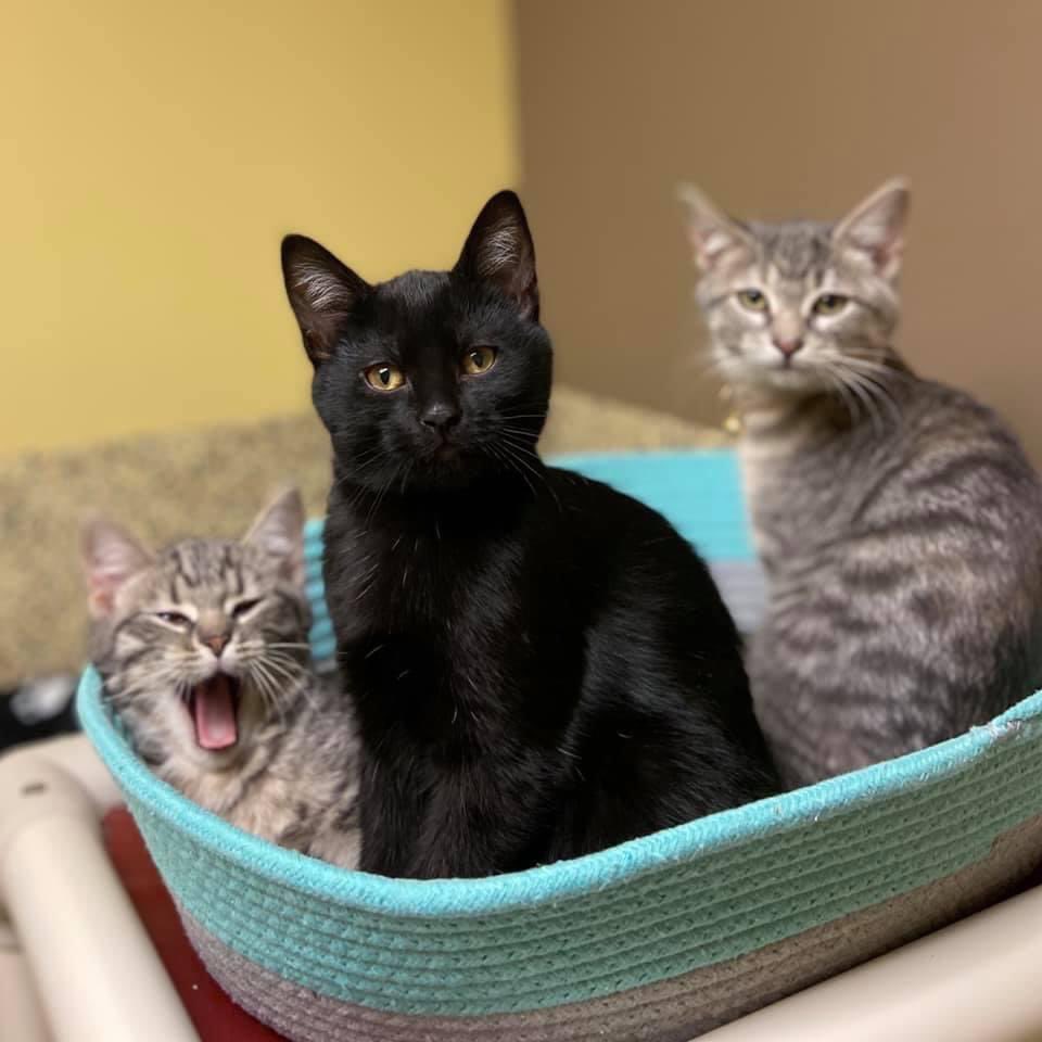 petango kittens