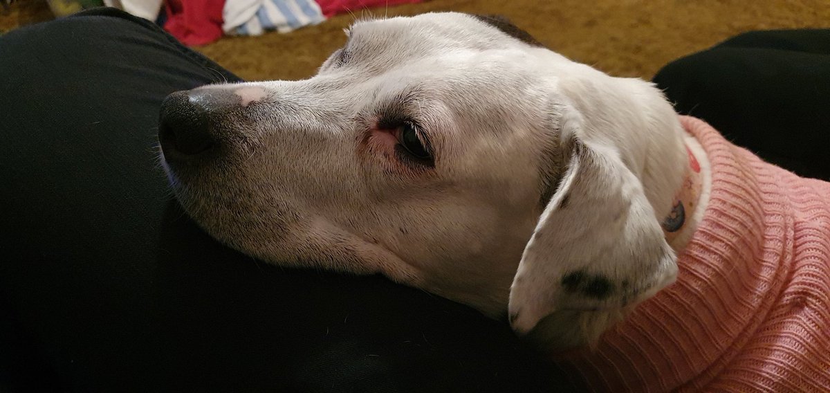 Penny_theDog1's tweet photo. Is it bedtime yet? It's been such a lonb day! #tiredpup #sleepygirl #NeedSnuggles #TheStruggleIsReal #TLCrequired #dogs #dogslife #dogsoftwitter #RescueDogsRock #cuteanimals https://t.co/jTJHuto0ke