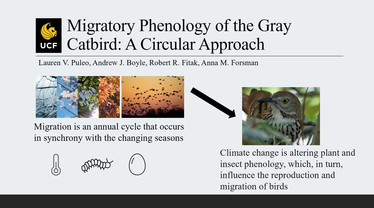 (1/1) Hi everyone! I am an undergraduate student and researcher at UCF, and today I will be presenting on how climate change may be differentially affecting the migratory phenology of gray catbirds #BOUsci20 #SESH6 #ornithology