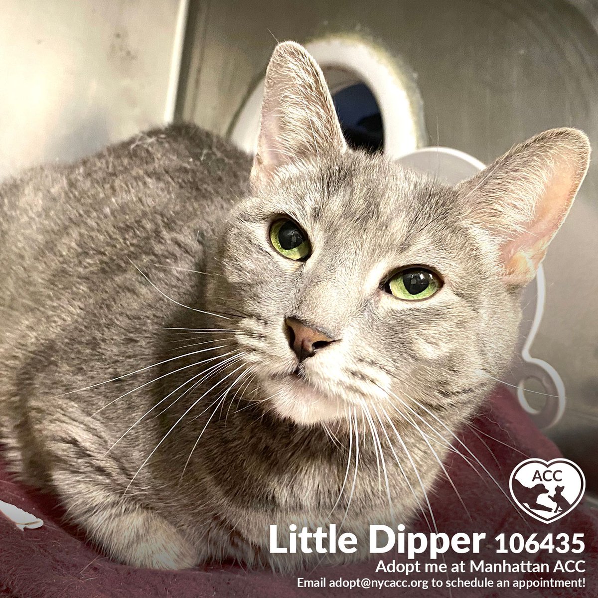 acc shelter in manhattan