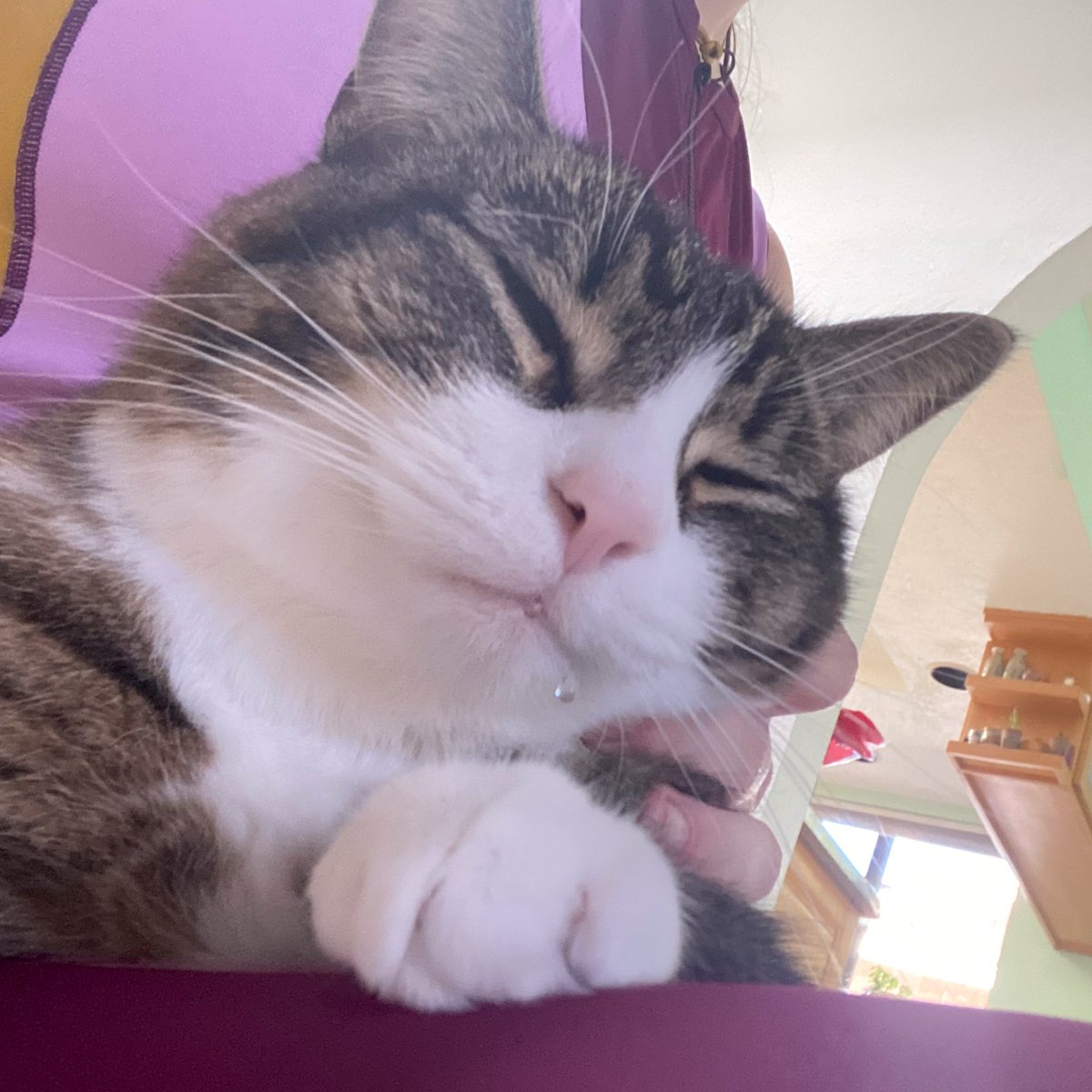 CokeZeroCat's tweet photo. i have Nevre Droll'ed in my Live https://t.co/MVp3kxSyDj